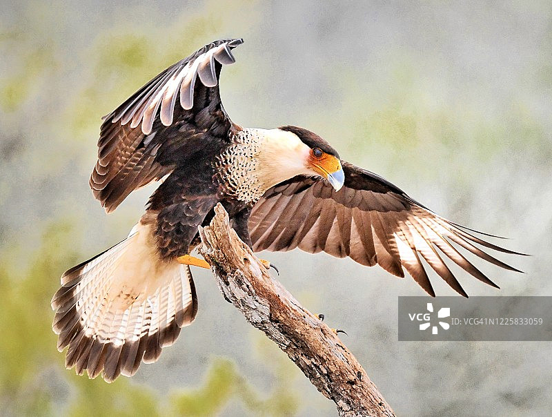 凤头卡拉鹰降落图片素材