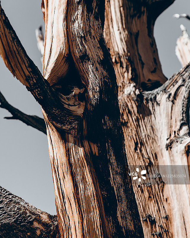 东部内华达山脉-古狐尾松林图片素材