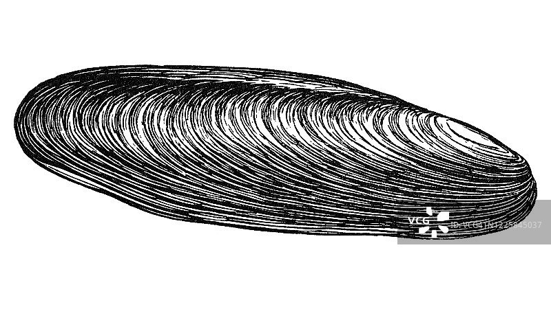 凿石蛤或钻孔贻贝——软体动物和棘皮动物的古老雕刻插图图片素材