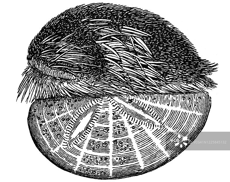 海胆古老版画插图图片素材