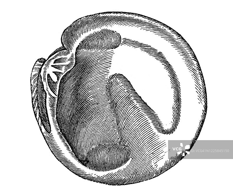 维纳斯贝壳的古老雕刻插图图片素材
