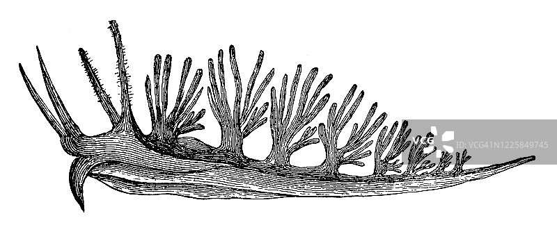 萨氏柄囊动物古老雕刻插图-软体动物和棘皮动物图片素材