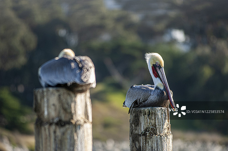 棕色鹈鹕栖息在木桩上图片素材