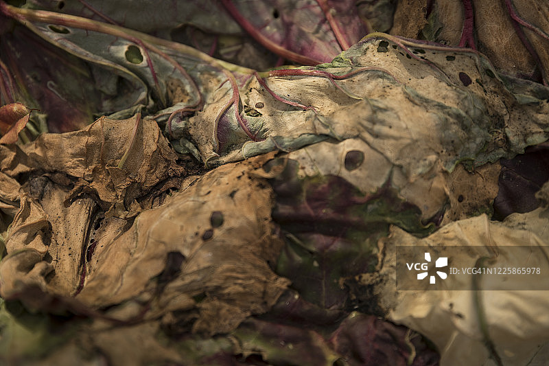 法国蒙塔基斯堆肥堆上的大黄叶图片素材