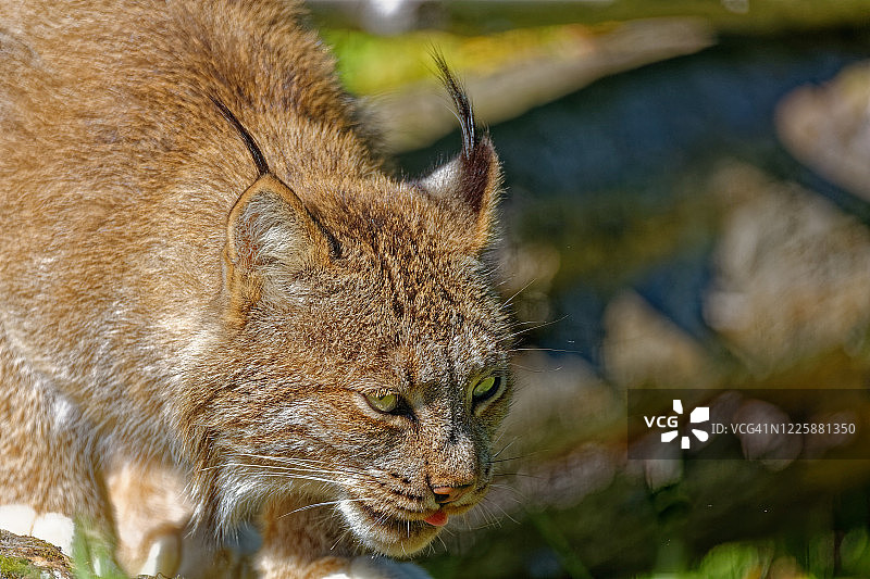 饥饿的猞猁图片素材