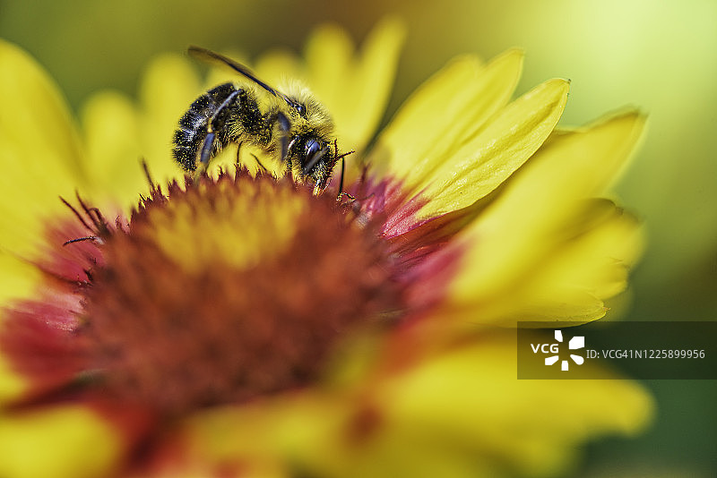 夏日多伦多爱德华兹花园中的菊花与蜜蜂图片素材