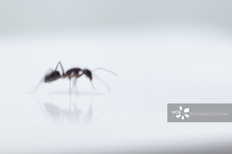 家庭害虫（昆虫）图片素材
