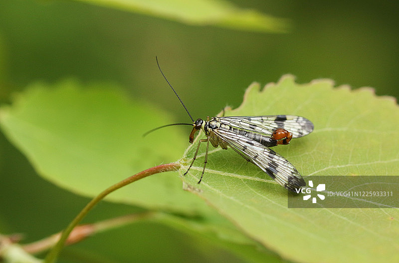雄性蝎蛉停栖在白杨树叶上图片素材