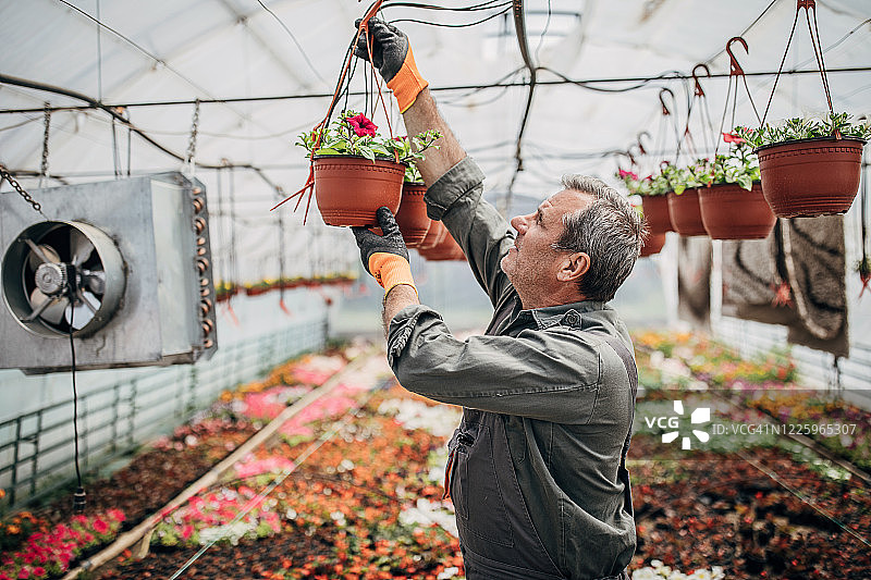 在温室里护理花朵的男人图片素材