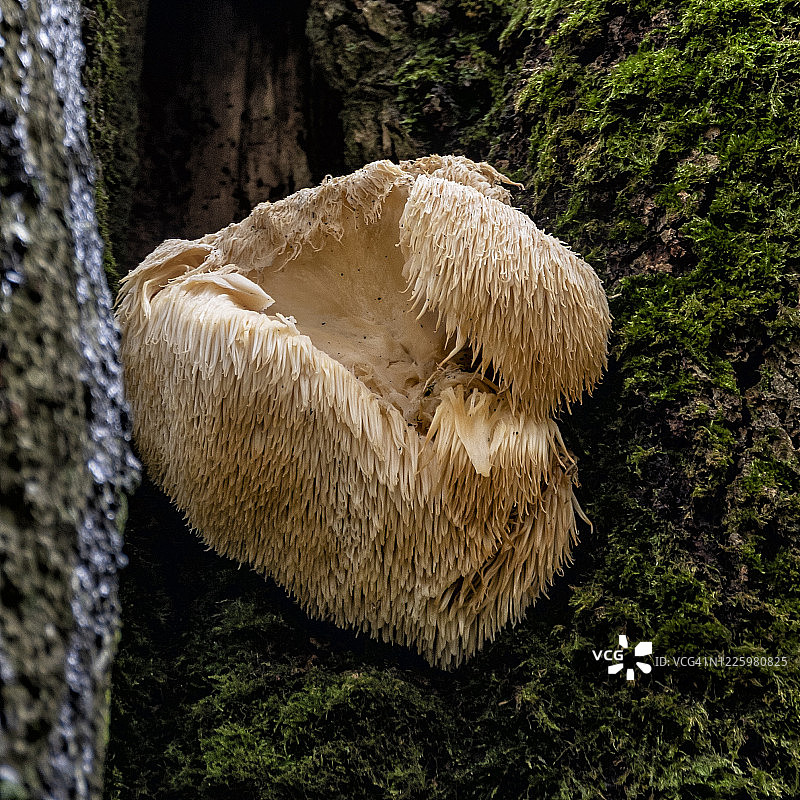 秋天的纳瓦拉：蘑菇图片素材