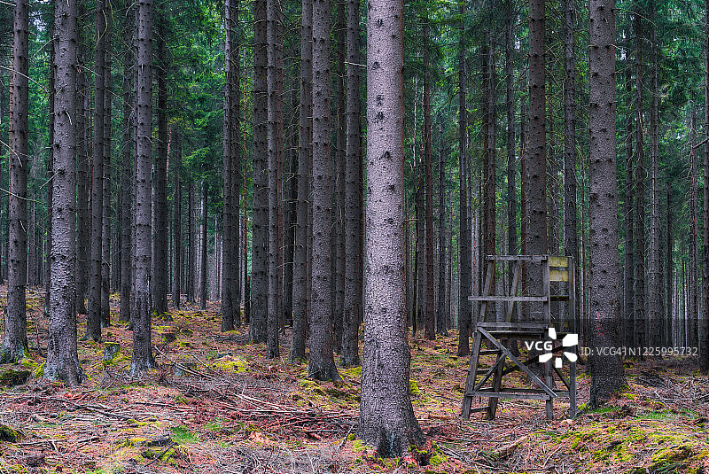 图林根森林的森林景观图片素材