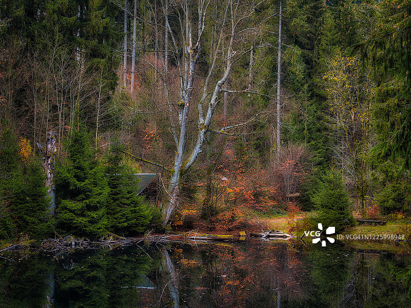 图林根森林的森林景观图片素材