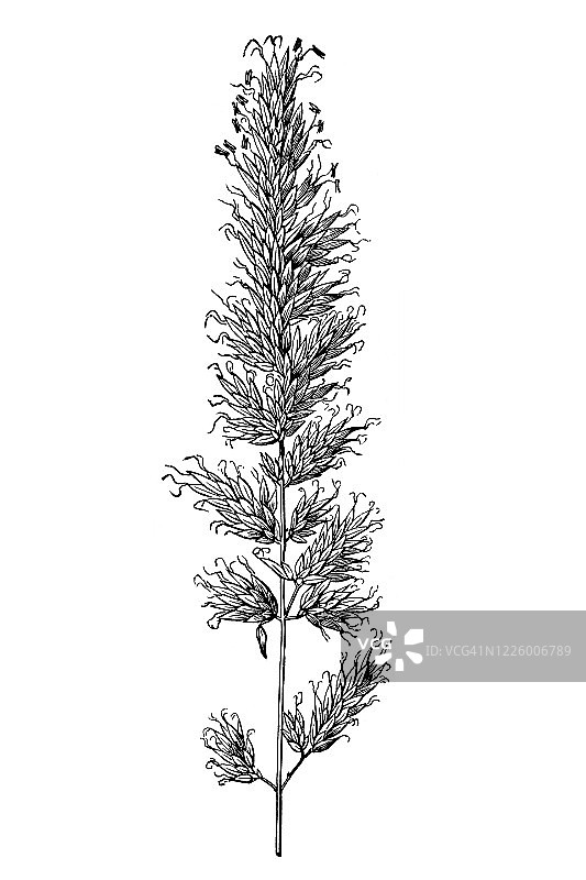 甜茅草复古雕刻插图图片素材