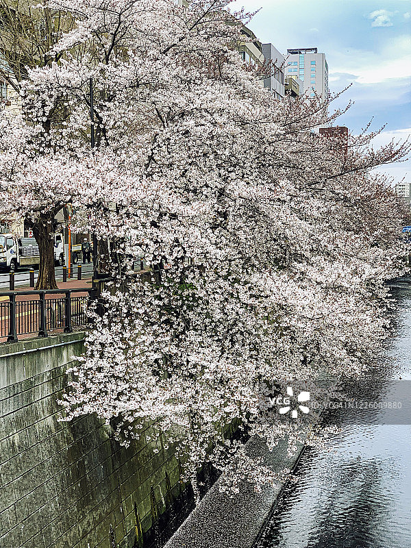 目黑川畔的日本樱花图片素材