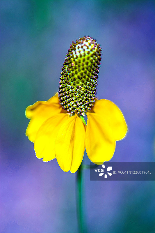 德克萨斯州野花图片素材