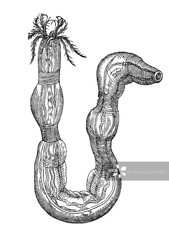 蛇海参古老雕刻插图——软体动物和棘皮动物图片素材