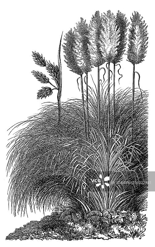 蒲苇古版画插图图片素材