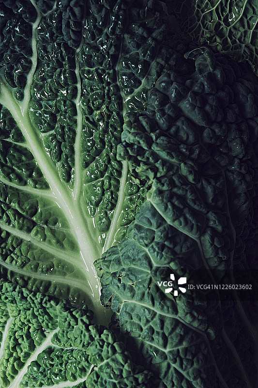 皱叶甘蓝叶子特写：背景和纹理图片素材