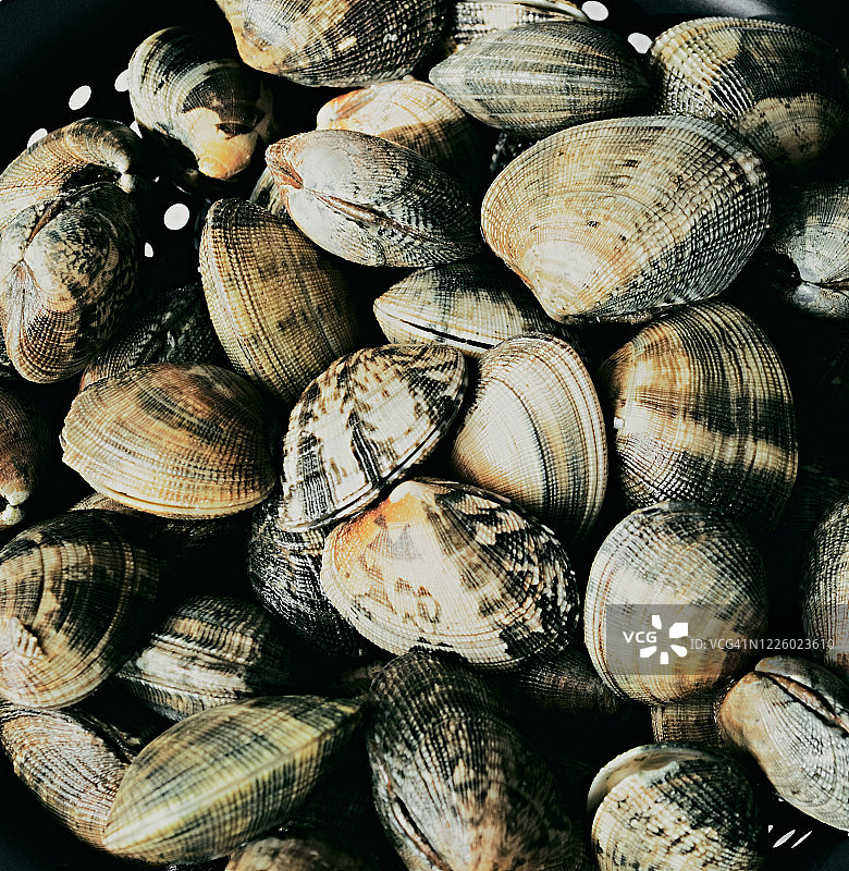 蛤蜊特写图片素材