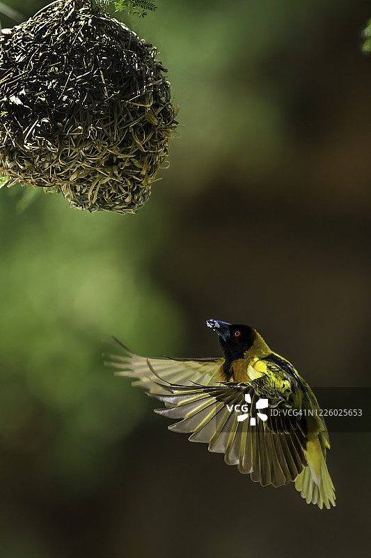 马赛马拉的黑头织布鸟图片素材