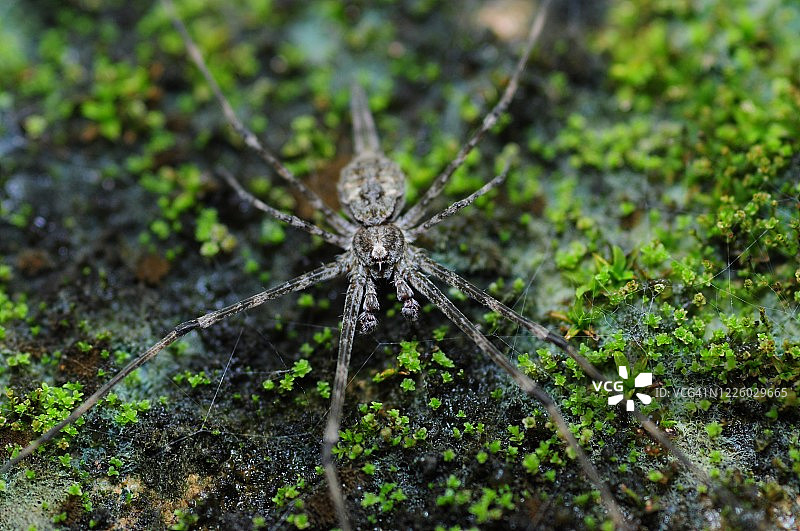 与自然环境融为一体的蜘蛛图片素材