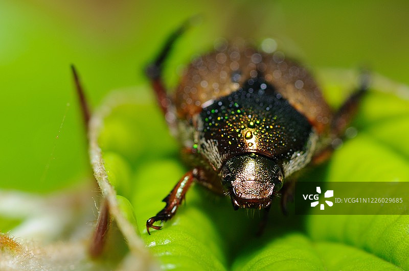 叶子上的绿色船甲虫图片素材
