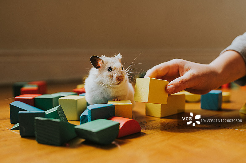积木上的仓鼠图片素材