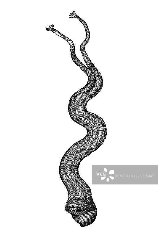 古老的船蛆雕刻插图 - 软体动物和棘皮动物图片素材