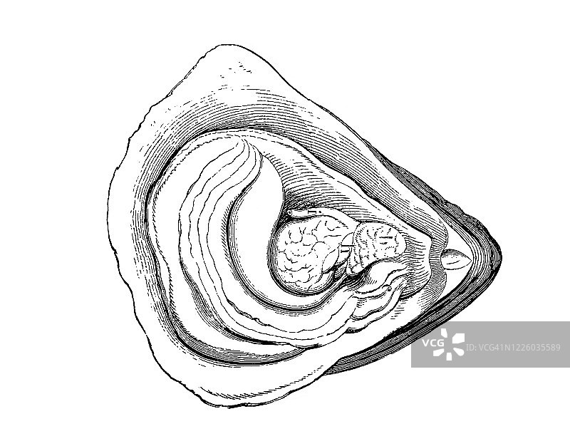 牡蛎古版画：软体动物和棘皮动物图片素材