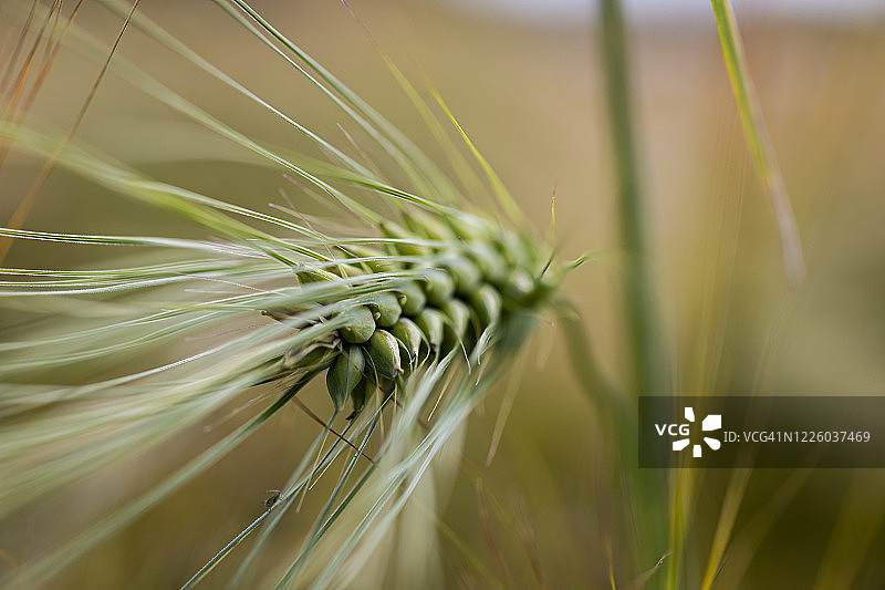 田野里的大麦穗特写图片素材