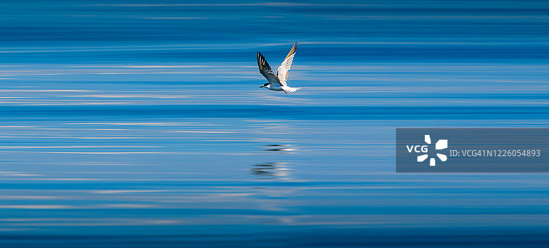 靠近水面飞翔的海鸥图片素材