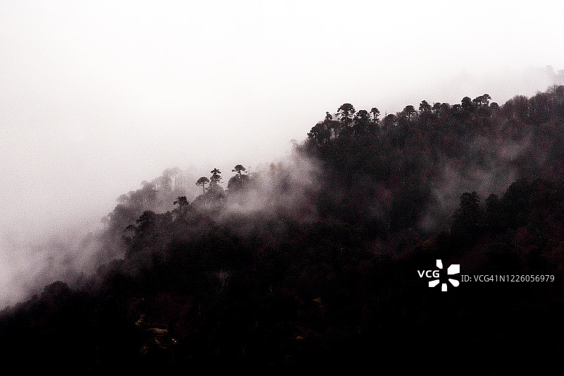 被南洋杉和雾气覆盖的山脉图片素材