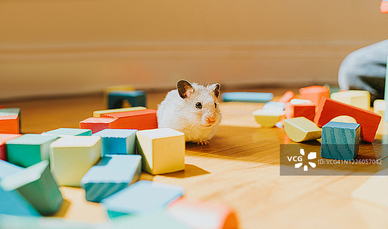 仓鼠和积木图片素材