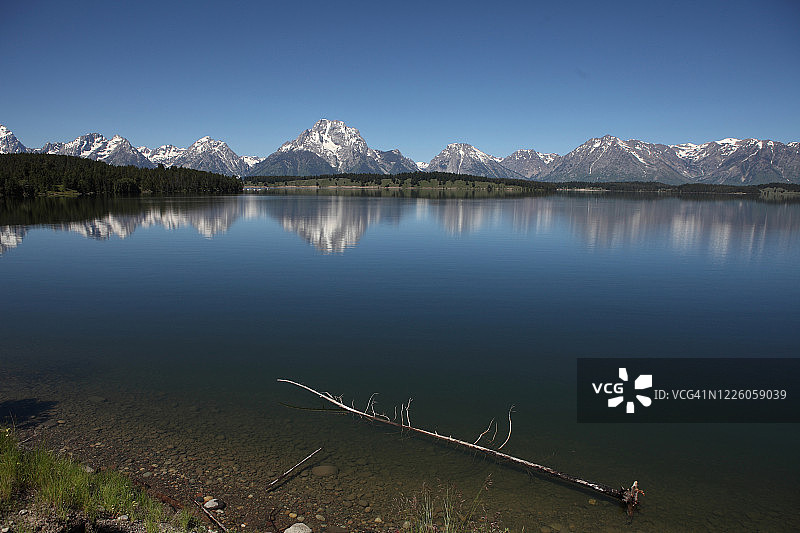 杰克逊湖与水中漂浮的树干图片素材