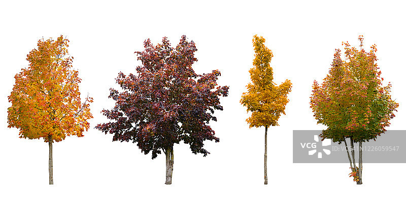 白色背景上各种颜色的树木图片素材