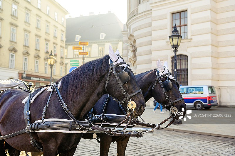维也纳城市街道上的马车和白色马图片素材