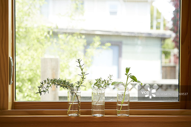 厨房窗户上的迷迭香、百里香和鼠尾草室内香草园图片素材