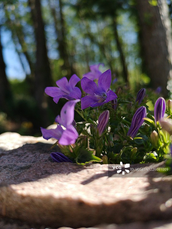 石墙上生长的紫色小铃铛花图片素材