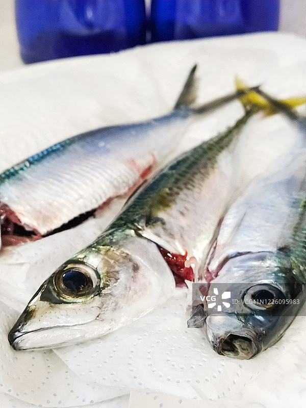 新鲜的鱼图片素材