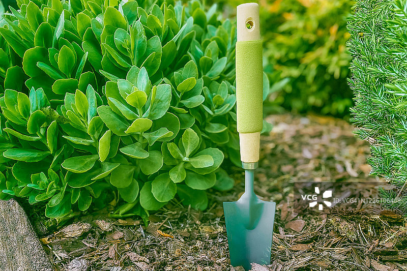 花园床上的泥刀图片素材