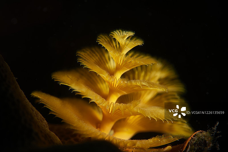 黄色圣诞树蠕虫图片素材