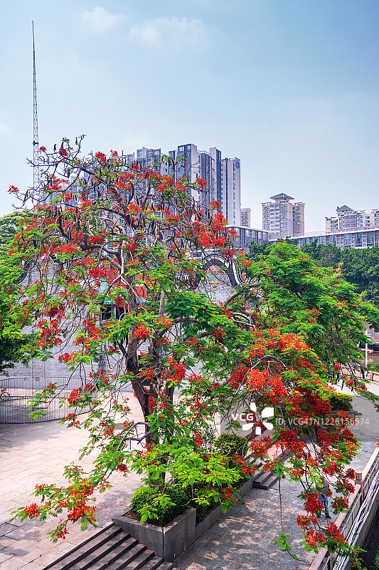 寺庙旁的凤凰花图片素材