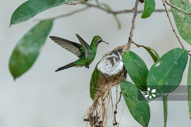 古巴蜂鸟图片素材