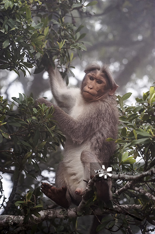 猴子在树上吃东西，拍摄于印度喀拉拉邦森林图片素材