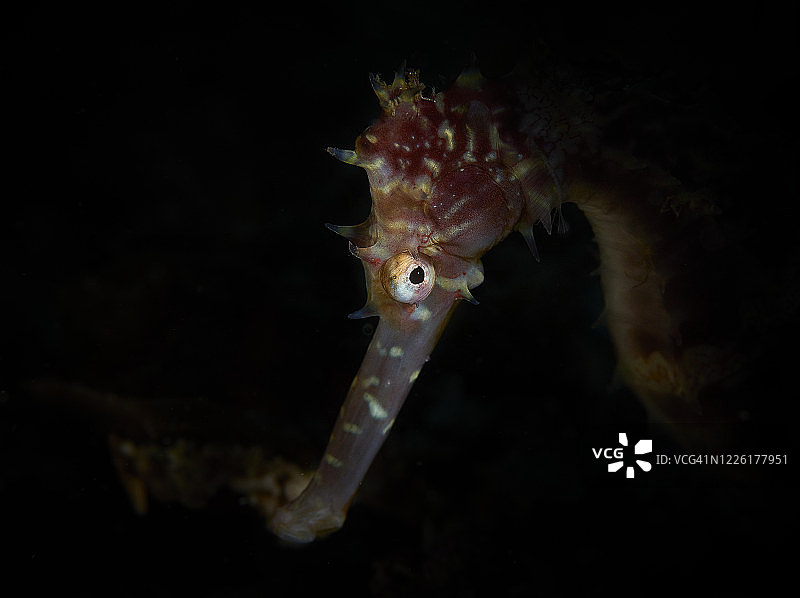 带刺的海马图片素材