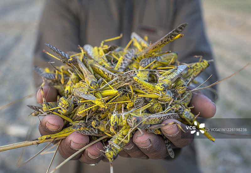 一群蝗虫图片素材