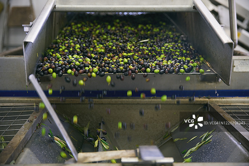 清洗橄榄图片素材