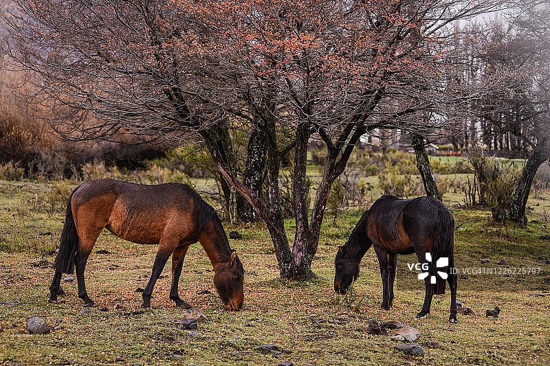 秋季吃草的两匹马图片素材