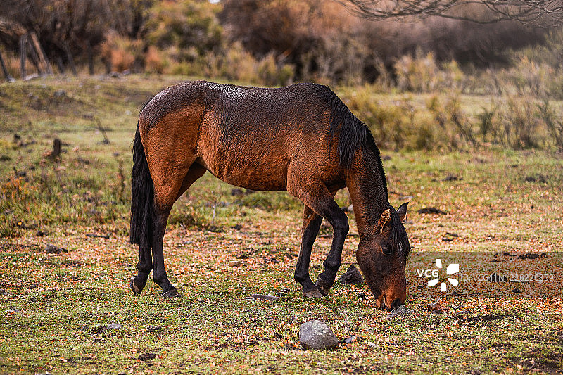 马吃草图片素材