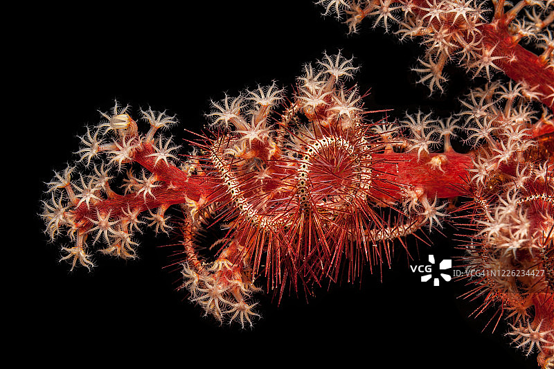 印尼潘塔尔海峡的紫色海蛇尾图片素材